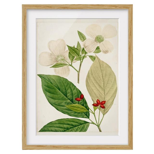 Tableau Leaf Flower Fruit III - Picture Frame Graphic Art Brambly Cottage Size: 100cm H x 70cm W x 2cm D, Frame Option: Brown on Productcaster.