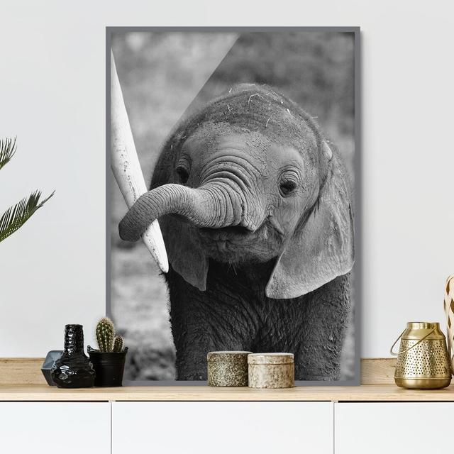 Baby Elephant - Picture Frame Graphic Art Latitude Vive Size: 100cm H x 70cm W x 2cm D, Frame Option: Grey Framed on Productcaster.