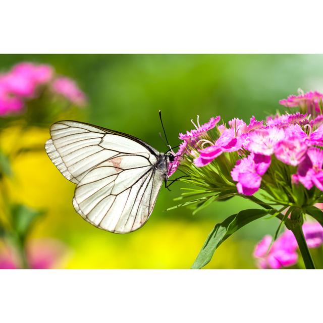 Graveline White Butterfly On Flowers - Wrapped Canvas Photograph Brambly Cottage Size: 30cm H x 46cm W x 3.8cm D on Productcaster.