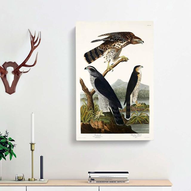 Goshawks & Stanley Hawk by John Audubon - Wrapped Canvas Painting Print East Urban Home Size: 60cm H x 40cm W x 3cm D on Productcaster.