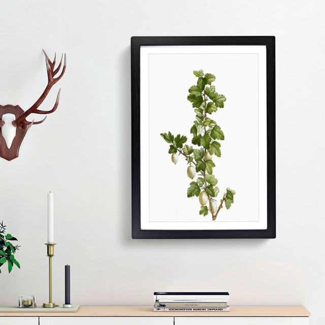 Gooseberry Bush by Pierre-Joseph Redoute - Picture Frame Art Print East Urban Home Frame Option: Black Framed, Size: 48cm H x 36cm W x 2cm D on Productcaster.