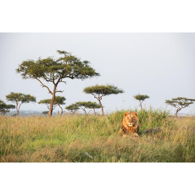 Male Lion Sitting by SeppFriedhuber - Wrapped Canvas Art Prints 17 Stories Size: 51cm H x 76cm W on Productcaster.