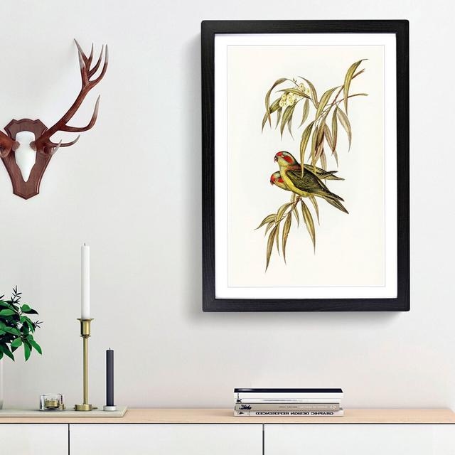 Musky Lorikeets by Elizabeth Gould - Picture Frame Painting Print East Urban Home Frame Option: Black Framed, Size: 48cm H x 36cm W x 2cm D on Productcaster.