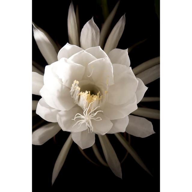 Night Blooming Cereus by VallarieE - Print 17 Stories Size: 91cm H x 61cm W x 3.8cm D on Productcaster.