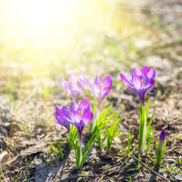 Beautiful Violet Crocuses by Taratata - Wrapped Canvas Print Ebern Designs Size: 76.2cm H x 76.2cm W on Productcaster.