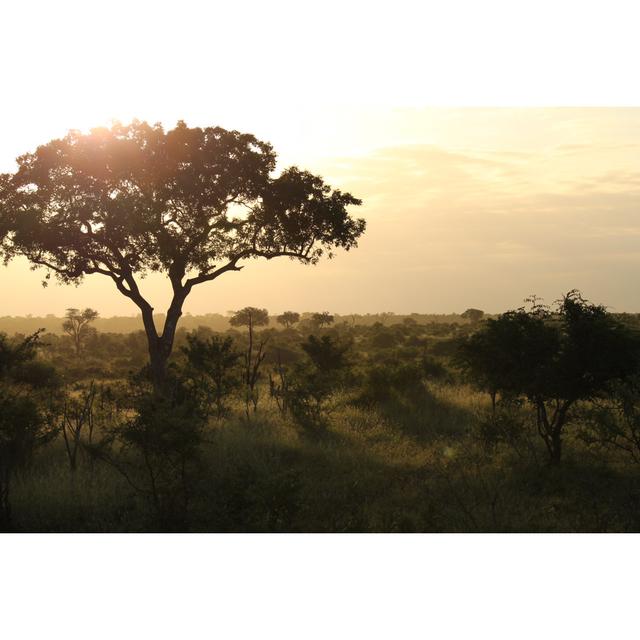 Bukovice Sunset in Kruger - Wrapped Canvas Photograph Latitude Run Size: 51cm H x 76cm W x 3.8cm D on Productcaster.