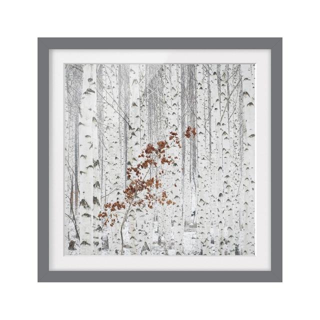 Birch Trees in Fall - Picture Frame Graphic Art Print on Paper East Urban Home Frame Options: Matt grey, Size: 70cm H x 70cm W on Productcaster.