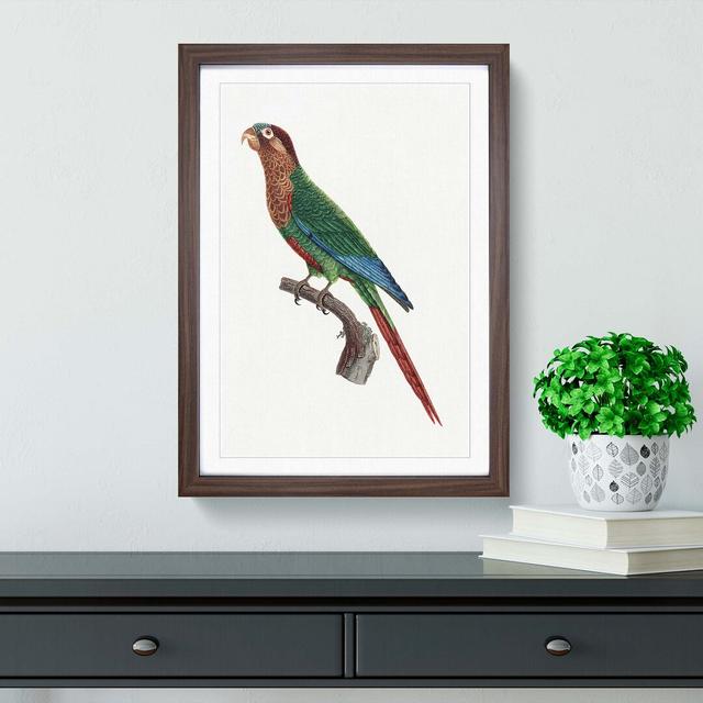 Wave-Breasted Parakeet by F. Levaillant - Picture Frame Painting Print East Urban Home Frame Option: Walnut Framed, Size: 36cm H x 27cm W x 2cm D on Productcaster.