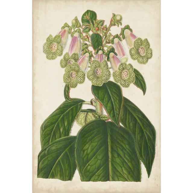 Foxglove Botanical by Stroobant - Wrapped Canvas Painting Rosalind Wheeler Size: 46cm H x 30cm W on Productcaster.