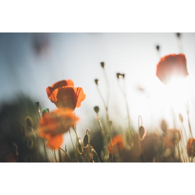 Red Poppy In Sunset - Wrapped Canvas Print Wall Art Production Network Size: 51cm H x 76cm W x 3.8cm D on Productcaster.