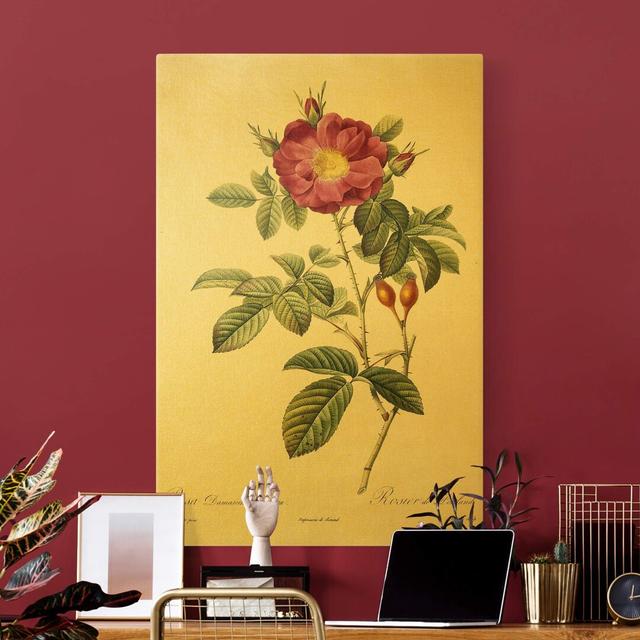 Portland Rose by Pierre Joseph Redouté - Wrapped Canvas Art Prints Mercer41 Size: 90cm H x 60cm W on Productcaster.