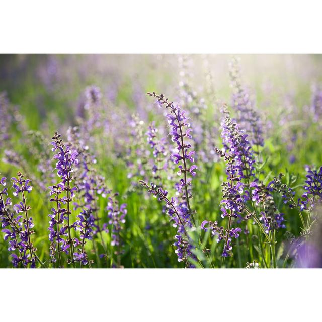 Natural Flower Meadow With Blooming Salvia Pratensis by Crossbrain66 - No Frame Art Prints on Canvas 17 Stories Size: 20cm H x 30cm W on Productcaster.