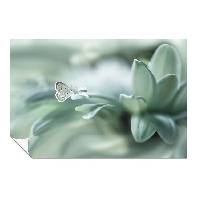 'Butterfly and Dew Drops' Photograph on Glass East Urban Home Format: Paper, Size: 61cm H x 91cm W x 0.5cm D on Productcaster.