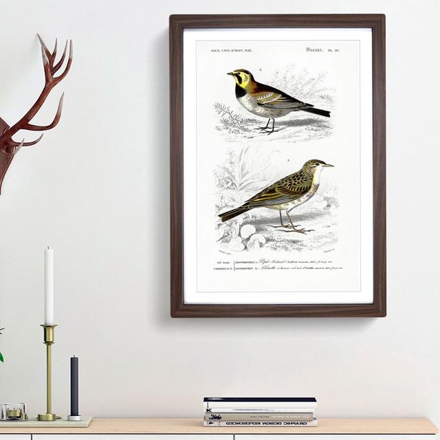 Bird Illustrations PL. 29 by Charles D' Orbigny - Single Picture Frame Painting East Urban Home Size: 63cm H x 45cm W x 2cm D, Frame Option: Walnut Fr on Productcaster.