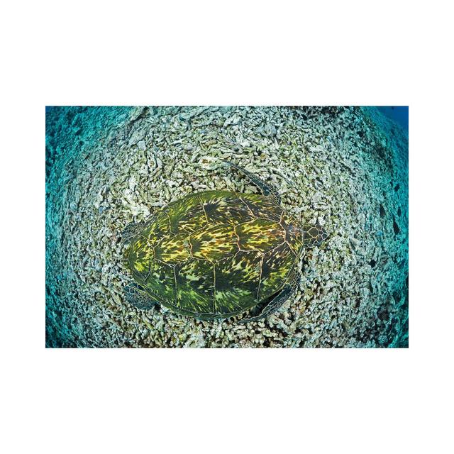 Green Sea Turtle, Chelonia Mydas, An Endangered Species, Hawaii II by David Fleetham - No Frame Gallery-Wrapped Canvas Giclée on Canvas 17 Stories Siz on Productcaster.