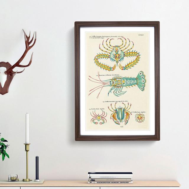 East Indies Lobster & Crab Illustrations LI by Louis Renard - Picture Frame Graphic Art Print on MDF East Urban Home Size: 48cm H x 36cm W x 2cm D, Fr on Productcaster.