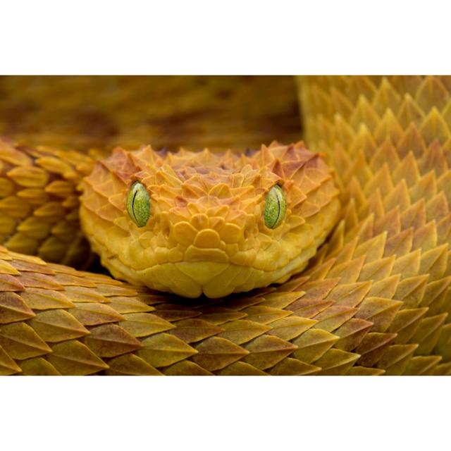 Venomous Bush Viper Snake by Mark Kostich - Wrapped Canvas Art Prints 17 Stories Size: 61cm H x 91cm W x 3.8cm D on Productcaster.