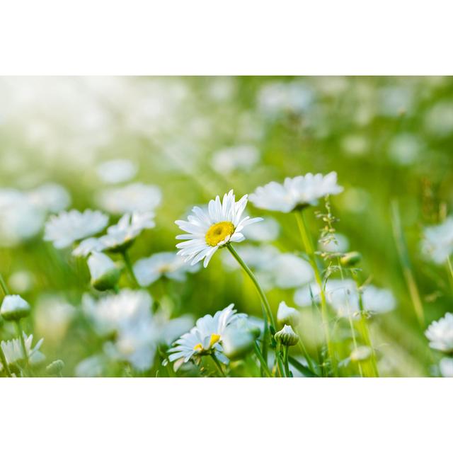 Beautiful Daisy by Iurii - Wrapped Canvas Photograph 17 Stories Size: 30cm H x 46cm W on Productcaster.