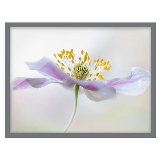 Anemone in White - Picture Frame Graphic Art Rosalind Wheeler Size: 30cm H x 40cm W x 2cm D, Frame Option: Grey Framed on Productcaster.