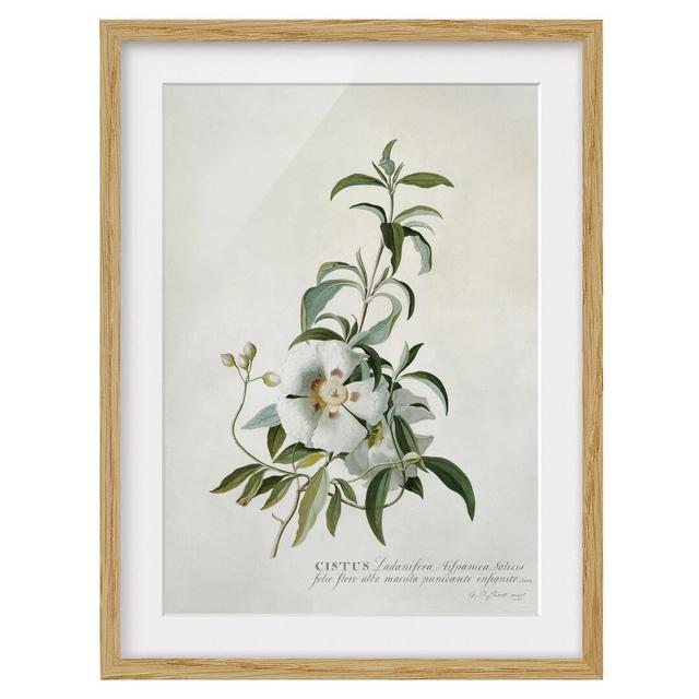 Cistus - Picture Frame Graphic Art Rosalind Wheeler Size: 55cm H x 40cm W x 2cm D, Frame Option: Brown Framed on Productcaster.