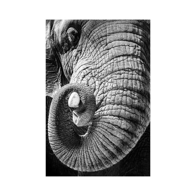 Elephant Curling Trunk Around Tusk - Black And White by Susan Richey - Gallery-Wrapped Canvas Giclée on Canvas Ebern Designs Format: Leinen, Größe: 10 on Productcaster.