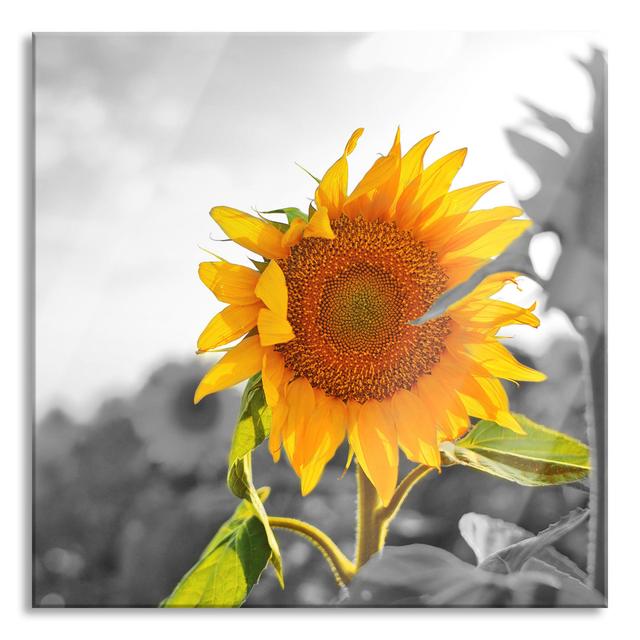 Glasbild Close-up of a Sunflower Graphic Art Print on Canvas Sommerallee Größe: 40 cm H x 40 cm B x 0.4 cm T on Productcaster.