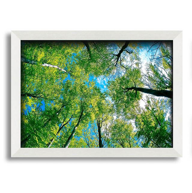 Forest Sky View - Single Picture Frame Art Prints Union Rustic Size: 29.7cm H x 42cm W on Productcaster.