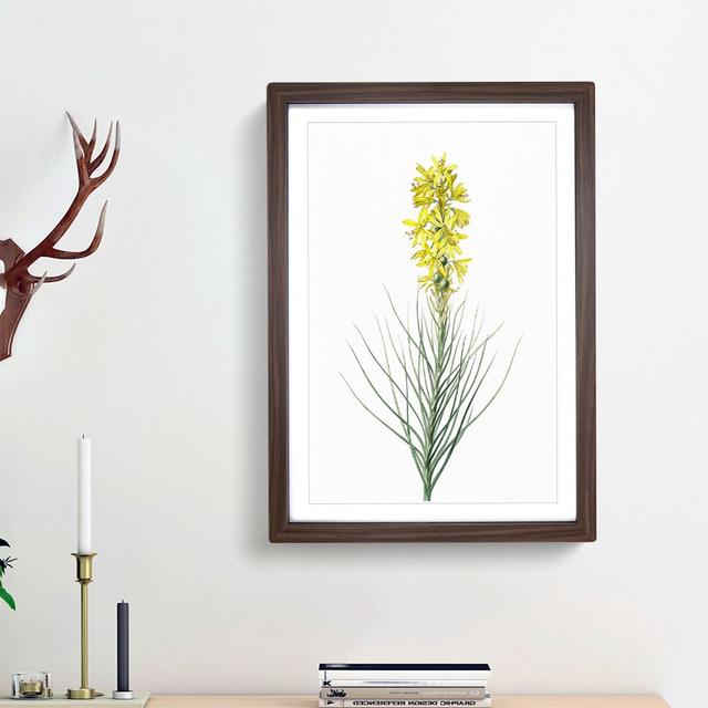 Yellow Asphodel Flowers by Pierre-Joseph Redoute - Picture Frame Painting Print East Urban Home Frame Option: Walnut Framed, Size: 36cm H x 27cm W x 2 on Productcaster.