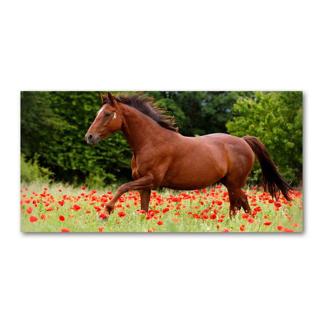 Horse on the Poppy Field 50cm x 100cm Glass Panel Gracie Oaks on Productcaster.