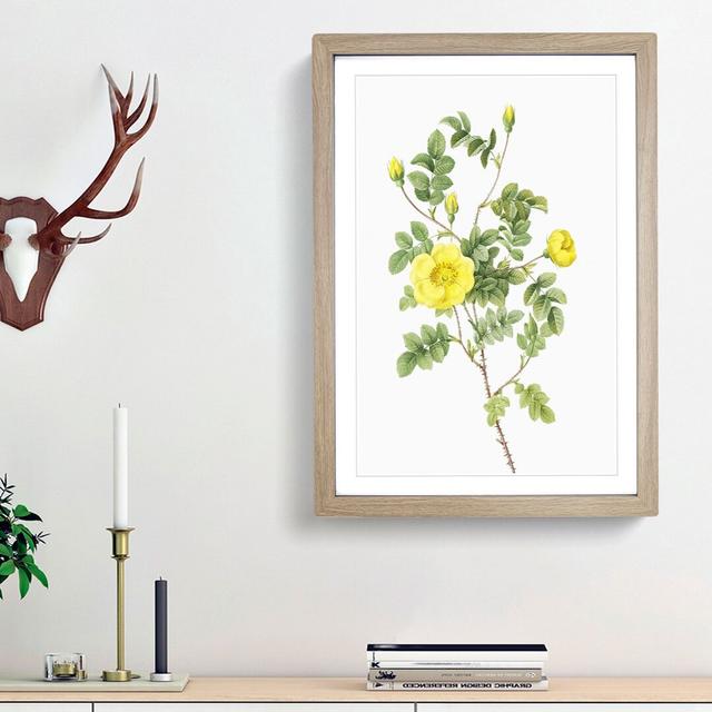 Sweetbriar Rose in Yellow by Pierre-Joseph Redoute - Picture Frame Art Prints East Urban Home Frame Option: Oak Framed, Size: 36cm H x 27cm W x 2cm D on Productcaster.