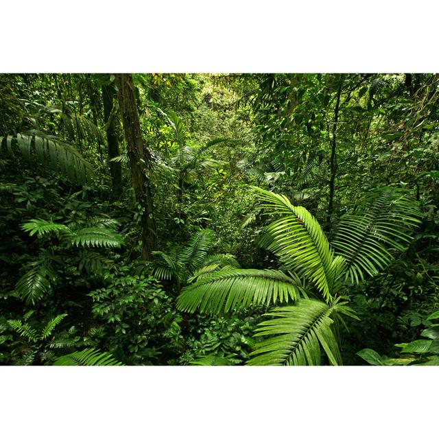 Dense Jungle Scene by mtilghma - Wrapped Canvas Photograph Print Union Rustic Size: 20cm H x 30cm W x 3.8cm D on Productcaster.