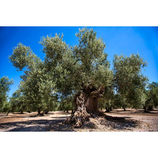 Millenary Olive Trees in the Springtime by Jorge Fontestad - Wrapped Canvas Photograph Ebern Designs Size: 60.96cm x 91.44cm on Productcaster.