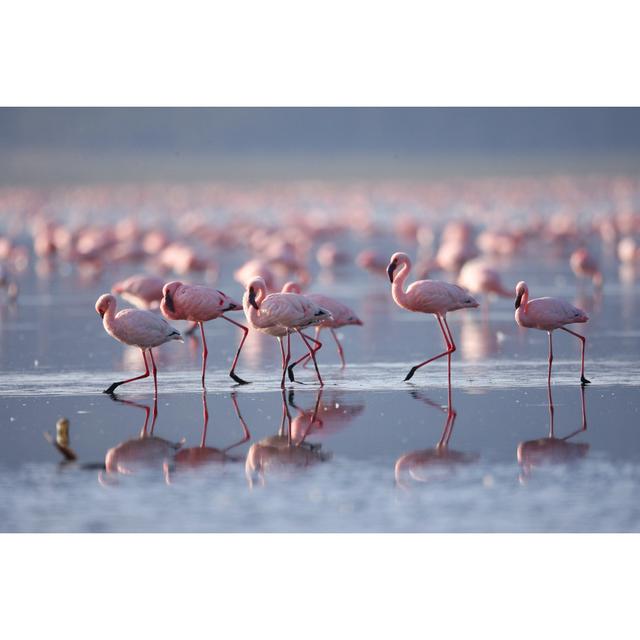 Flamingoes On Lake Nakuru by Mantaphoto - No Frame Art Prints on Canvas 17 Stories Size: 61cm H x 91cm W on Productcaster.