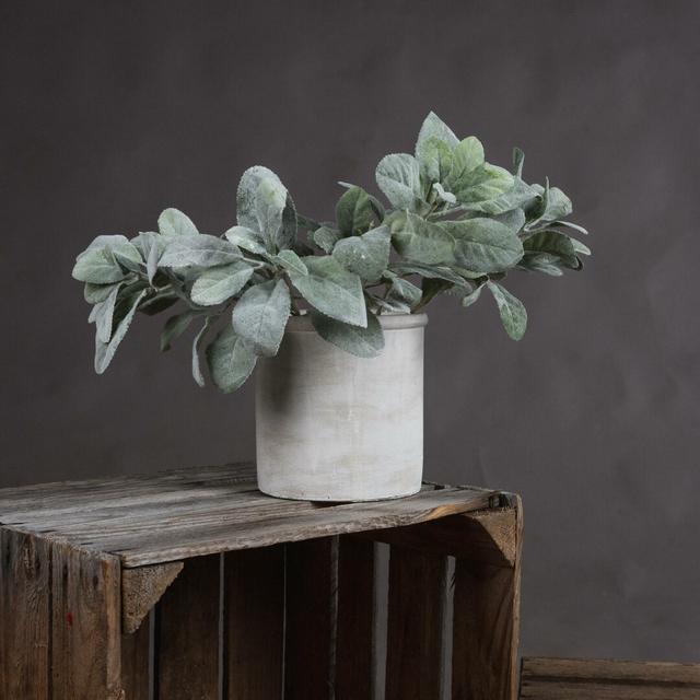 Lambs Ear Plant Hill Interiors on Productcaster.