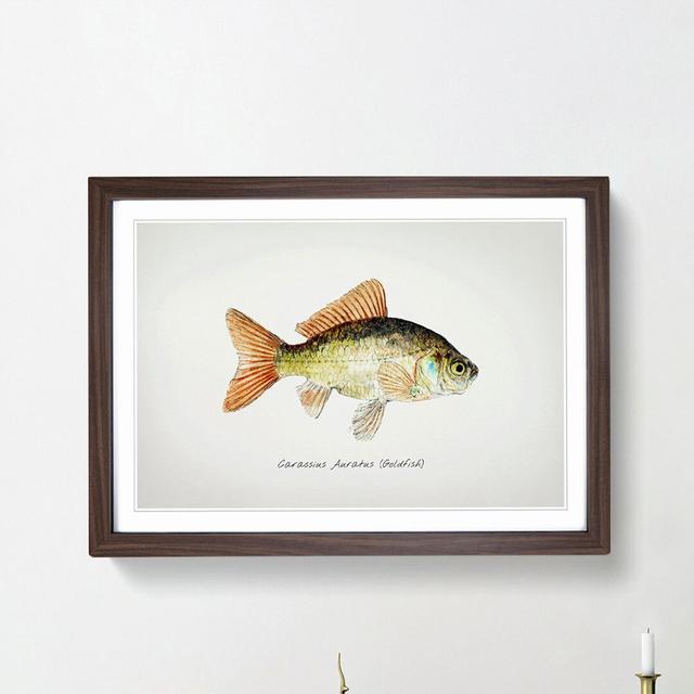 Illustration of a Goldfish by F.E. Clarke - Picture Frame Painting Print East Urban Home Size: 48cm H x 65cm W x 2cm D, Frame Option: Walnut Framed on Productcaster.