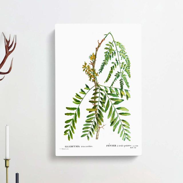 Honey Locust Branch by Pierre-Joseph Redoute - Wrapped Canvas Painting Print East Urban Home Size: 50cm H x 35cm W x 3cm D on Productcaster.