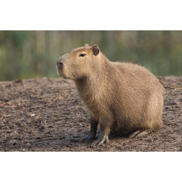 Capybara (Hydrochoerus Hydrochaeris) by Michaklootwijk - Wrapped Canvas Print Union Rustic Size: 51cm H x 76cm W x 3.8cm D on Productcaster.