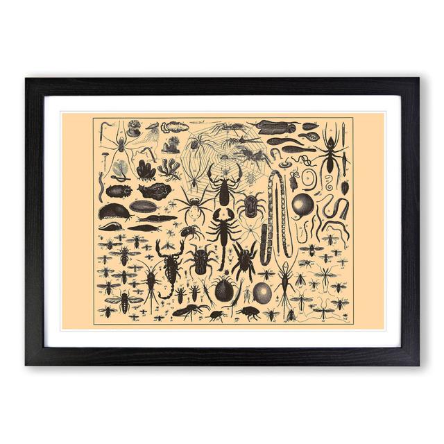 Encyclopedia Insects - Picture Frame Graphic Art East Urban Home Frame Option: Black Framed, Size: 48cm H x 65cm W x 2cm D on Productcaster.