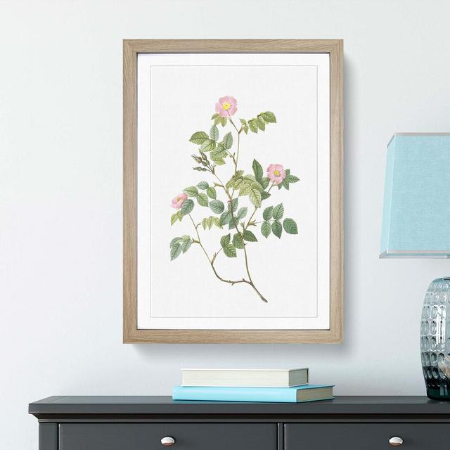 Wild Pink Roses by Pierre-Joseph Redoute - Picture Frame Painting Print East Urban Home Frame Option: Oak Framed, Size: 48cm H x 36cm W x 2cm D on Productcaster.