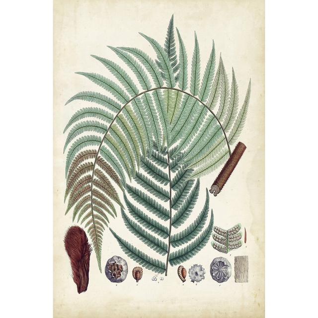 Collected Ferns I - Wrapped Canvas Print August Grove Size: 122cm H x 81cm W on Productcaster.