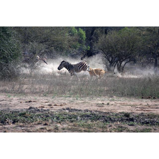 Lion Attacks Zebra In Kruger Park, South Africa by Moonstone Images - No Frame Print on Canvas 17 Stories Size: 60cm H x 90cm W on Productcaster.