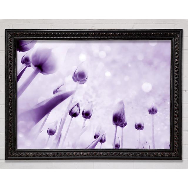 Attention Lilac - Single Picture Frame Print Bright Star Size: 59.7cm H x 84.1cm W on Productcaster.