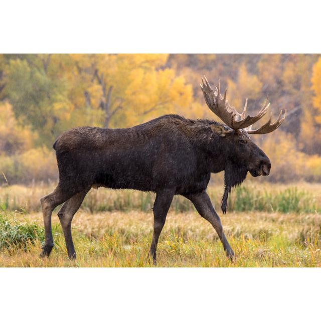 Bull Moose by Daniel Gaura - Wrapped Canvas Print Union Rustic Size: 20.32cm H x 30.48cm W on Productcaster.