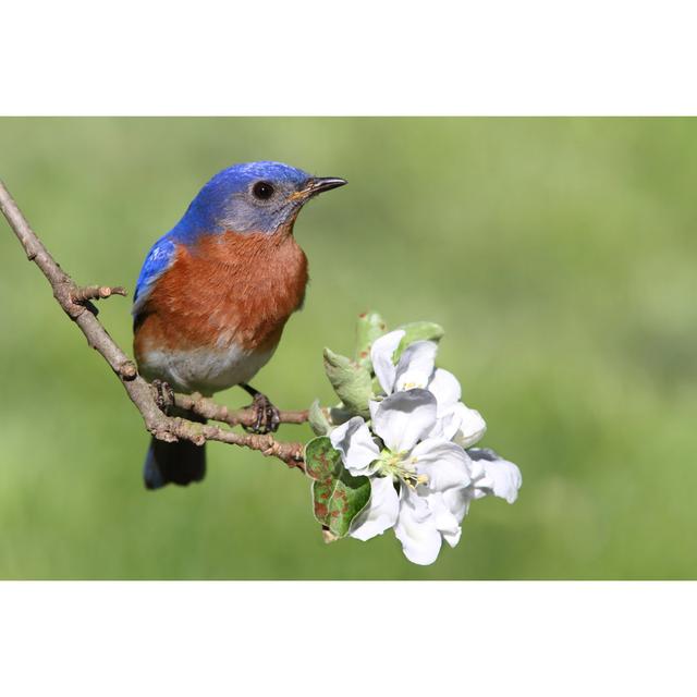 Eastern Bluebird Bay Isle Home Size: 20cm H x 30cm W x 3.8cm D on Productcaster.