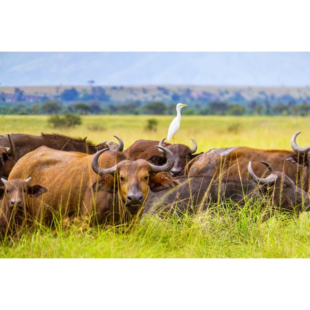 Buffalo Herd In National Park by Benedek - No Frame Art Prints on Canvas Alpen Home Size: 81cm H x 122cm W on Productcaster.