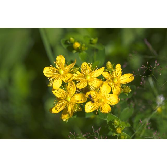 Perforate St John'S-Wort by Argument - Wrapped Canvas Print Latitude Run Size: 61cm H x 91cm W on Productcaster.