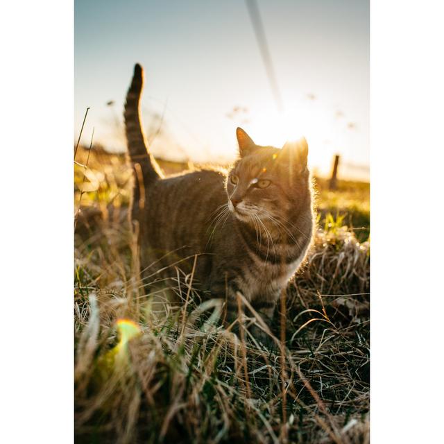 Cute Cat In Sunset by Knape - No Frame Print on Canvas 17 Stories Size: 91cm H x 61cm W on Productcaster.