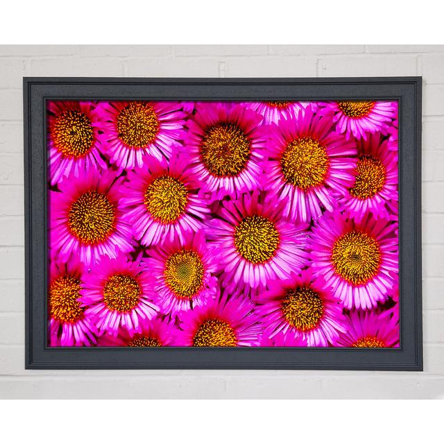 Sea Of Pink Flowers - Single Picture Frame Art Prints Latitude Run Size: 29.7cm H x 42cm W x 1.5cm D on Productcaster.