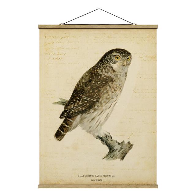 Vintage Pygmy Owl - Painting Print Union Rustic Size: 106.5cm H x 80cm W x 0.3cm D on Productcaster.