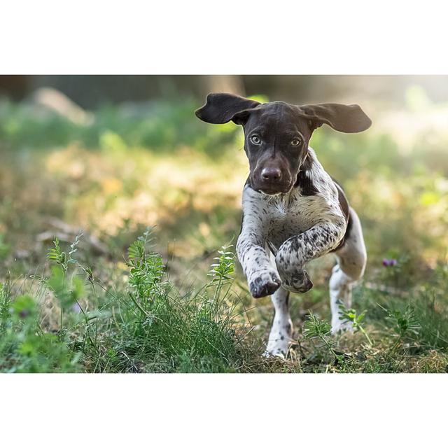 Puppy Running Towards The Camera Ebern Designs Size: 81cm H x 122cm W x 3.8cm D on Productcaster.